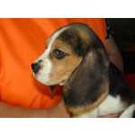 Beagle Beagle Tricolor de Qualidade LOP  Pedigree Afixo Vila Real Valpaos