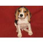 Beagle Beagle Tricolor de Qualidade Raa Pura Vila Real Valpaos