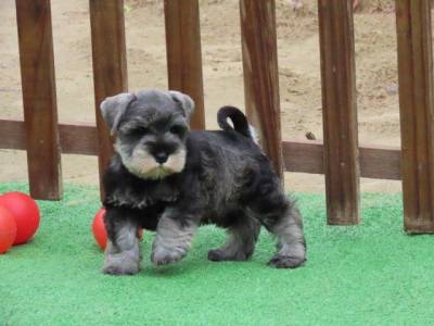 Schanuzer Miniatura Filhote Macho Tajj Mahall Maravilhoso Dois meses de idade  Curitiba