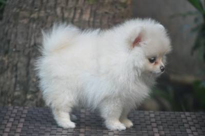 Lindos filhotes de Lulu da Pomerania Disponveis