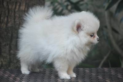 Lindos filhotes de Lulu da Pomerania Disponveis