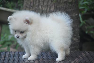 Lindos filhotes de Lulu da Pomerania Disponveis