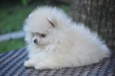 Lindos filhotes de Lulu da Pomerania Disponveis