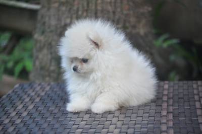 Lindos filhotes de Lulu da Pomerania Disponveis