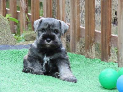 Schnauzer Miniatura Filhote Macho Dois meses Canil Tajj Mahall Lindssimo Curitiba Vacina importada