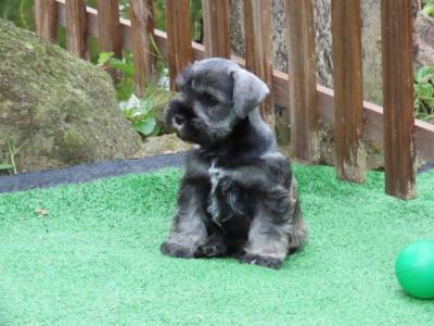 Schnauzer Miniatura Filhote Macho Dois meses Canil Tajj Mahall Lindssimo Curitiba Vacina importada