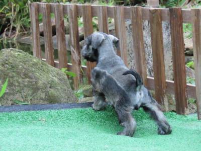 Schnauzer Miniatura Filhote Macho Dois meses Canil Tajj Mahall Lindssimo Curitiba Vacina importada