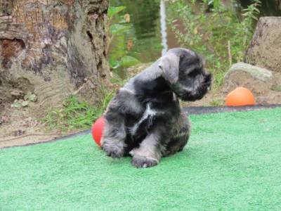 Schnauzer Miniatura Filhote Macho Dois meses Canil Tajj Mahall Lindssimo Curitiba Vacina importada