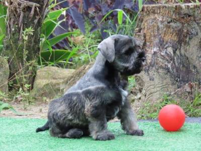 Schnauzer Miniatura Filhote Macho Dois meses Canil Tajj Mahall Lindssimo Curitiba Vacina importada