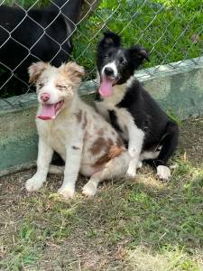 PENSANDO EM ADQUIRIR UM BORDER COLLIE ENTO CONVERSE COM A GENTE E REALIZE O SEU SONHO CRIAO VET