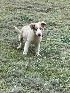 PENSANDO EM ADQUIRIR UM BORDER COLLIE ENTO CONVERSE COM A GENTE E REALIZE O SEU SONHO CRIAO VET