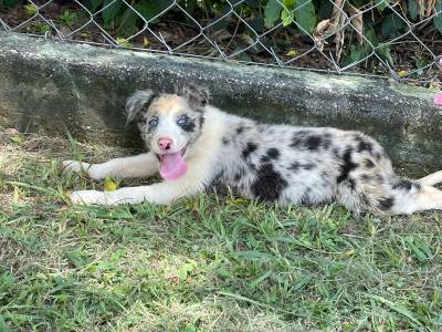 PENSANDO EM ADQUIRIR UM BORDER COLLIE ENTO CONVERSE COM A GENTE E REALIZE O SEU SONHO CRIAO VET