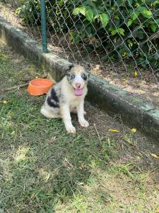 PENSANDO EM ADQUIRIR UM BORDER COLLIE ENTO CONVERSE COM A GENTE E REALIZE O SEU SONHO CRIAO VET