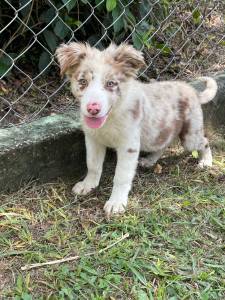 PENSANDO EM ADQUIRIR UM BORDER COLLIE ENTO CONVERSE COM A GENTE E REALIZE O SEU SONHO CRIAO VET