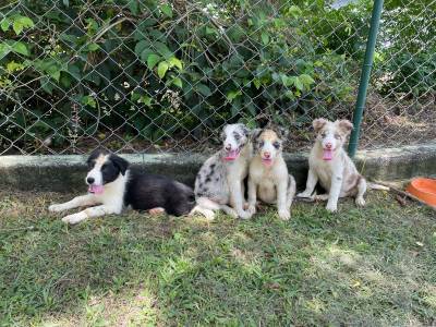 PENSANDO EM ADQUIRIR UM BORDER COLLIE ENTO CONVERSE COM A GENTE E REALIZE O SEU SONHO CRIAO VET