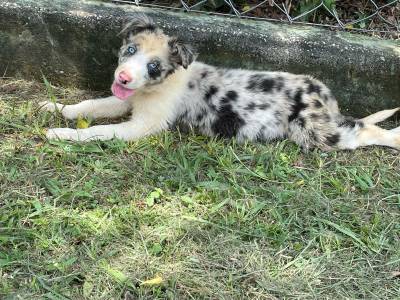 PENSANDO EM ADQUIRIR UM BORDER COLLIE ENTO CONVERSE COM A GENTE E REALIZE O SEU SONHO CRIAO VET