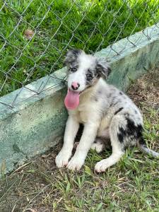 PENSANDO EM ADQUIRIR UM BORDER COLLIE ENTO CONVERSE COM A GENTE E REALIZE O SEU SONHO CRIAO VET