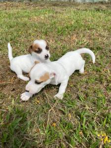 AQUI VOC ENCONTRA JACKS CRIADOS COM RESPONSABILIDADE POR MDICA VETERINRIA