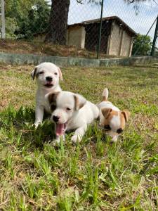 AQUI VOC ENCONTRA JACKS CRIADOS COM RESPONSABILIDADE POR MDICA VETERINRIA