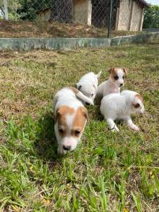 AQUI VOC ENCONTRA JACKS CRIADOS COM RESPONSABILIDADE POR MDICA VETERINRIA