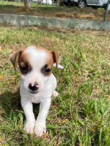 AQUI VOC ENCONTRA JACKS CRIADOS COM RESPONSABILIDADE POR MDICA VETERINRIA