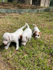 AQUI VOC ENCONTRA JACKS CRIADOS COM RESPONSABILIDADE POR MDICA VETERINRIA