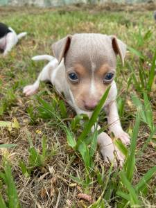 AQUI VOC ENCONTRA FOX PAULISTINHAS CRIADOS COM RESPONSABILIDADE POR MDICA VETERINRIA