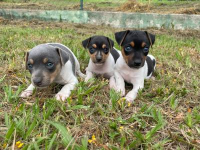 AQUI VOC ENCONTRA FOX PAULISTINHAS CRIADOS COM RESPONSABILIDADE POR MDICA VETERINRIA