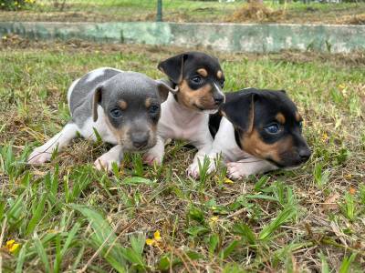 AQUI VOC ENCONTRA FOX PAULISTINHAS CRIADOS COM RESPONSABILIDADE POR MDICA VETERINRIA