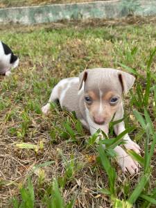 AQUI VOC ENCONTRA FOX PAULISTINHAS CRIADOS COM RESPONSABILIDADE POR MDICA VETERINRIA