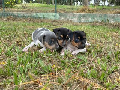 AQUI VOC ENCONTRA FOX PAULISTINHAS CRIADOS COM RESPONSABILIDADE POR MDICA VETERINRIA