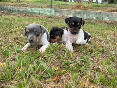 AQUI VOC ENCONTRA FOX PAULISTINHAS CRIADOS COM RESPONSABILIDADE POR MDICA VETERINRIA