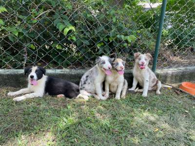 CANIL ESPECIALIZADO EM BORDER COLLIE CRIAO RESPONSVEL