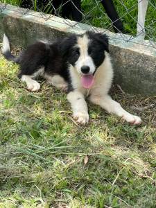 CANIL ESPECIALIZADO EM BORDER COLLIE CRIAO RESPONSVEL