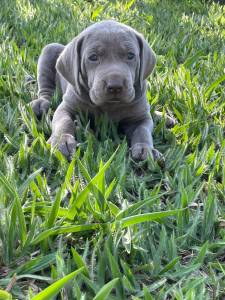 WEIMARANERS  VENDA CRIAO PROFISSIONAL E VETERINRIA