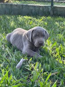 WEIMARANERS  VENDA CRIAO PROFISSIONAL E VETERINRIA