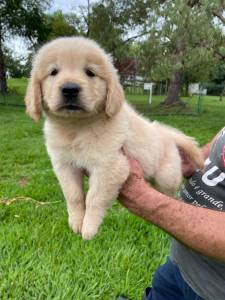 NOSSOS FILHOTES DE GOLDEN RETRIEVER SO CRIADOS POR MDICA VETERINRIA