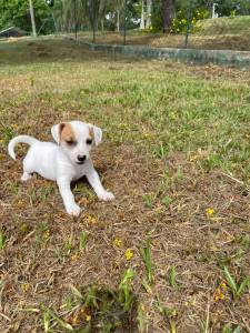 NOSSOS FILHOTES DE JACK RUSSEL NASCERAM CONHEA NOSSO TRABALHO