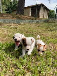 NOSSOS FILHOTES DE JACK RUSSEL NASCERAM CONHEA NOSSO TRABALHO