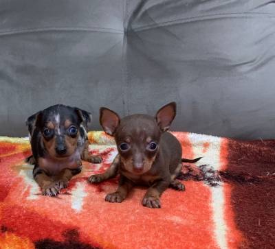 Pinscher miniatura arlequim verdadeiras raridades