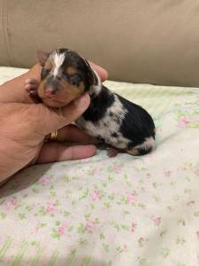 Pinscher miniatura arlequim verdadeiras raridades