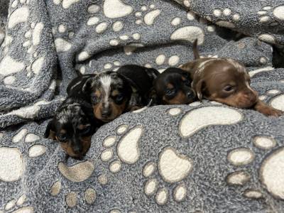 Pinscher miniatura arlequim verdadeiras raridades