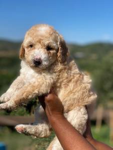 Caniche Gigante bege procura novo lar