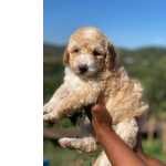 Caniche Miniatura E Gigante Caniche Gigante bege procura novo lar Bragana Castelaos