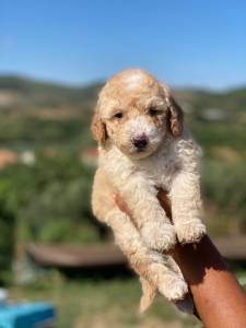 Caniche Gigante bege procura novo lar