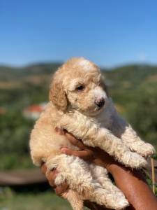 Caniche Gigante bege procura novo lar