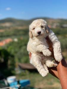 Caniche Gigante bege procura novo lar