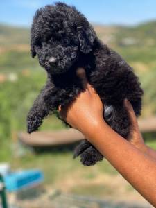 Caniche medio preto