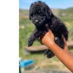 Caniche Miniatura E Gigante Caniche medio preto Bragana Castelaos