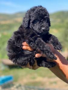 Caniche medio preto